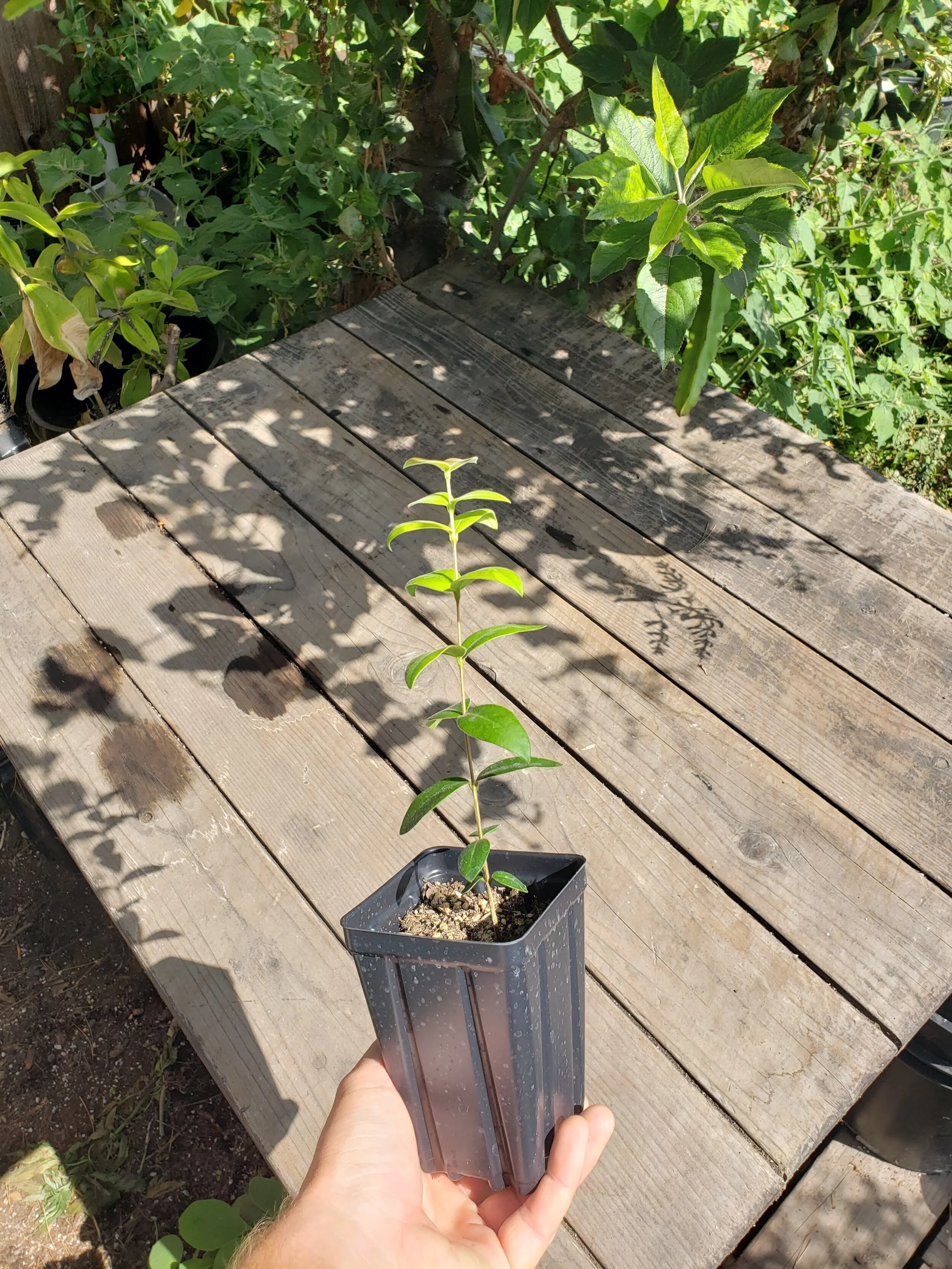 【熱帯果樹】グアビユ(Myrcianthes pungens) Guabiyu Fruit plant (Myrcianthes Pungens) – veliyathgardens